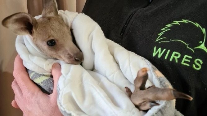 14 kengurut mészároltak le tinédzserek Ausztráliában