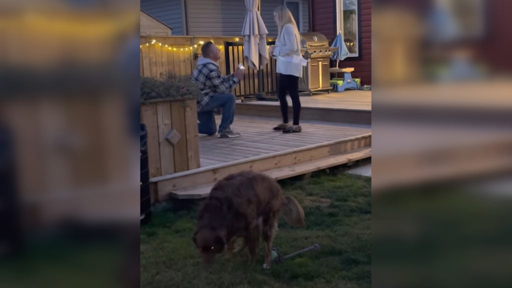 Videón, ahogy belepiszkít a kutyája a nagyszabású lánykérésbe