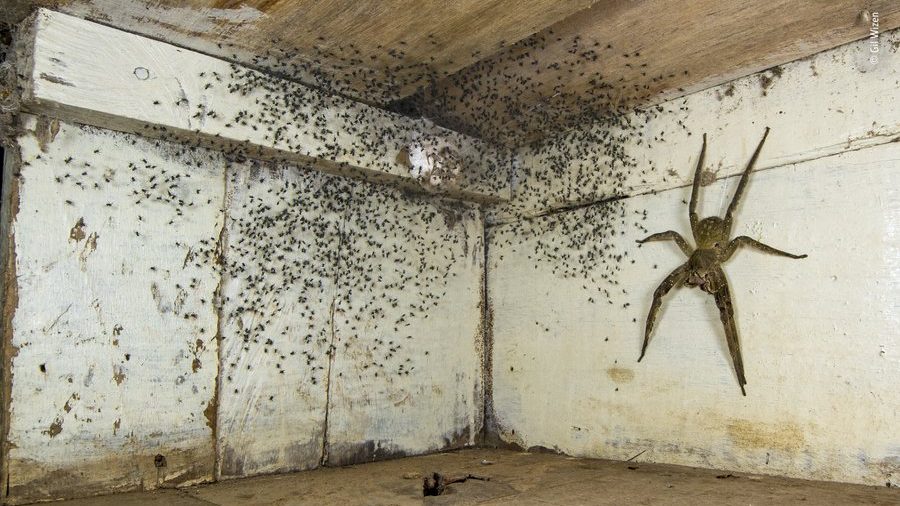 Óriási mérges pók fészkelt az ágya alatt, nemzetközi természetfotós díjat nyert vele