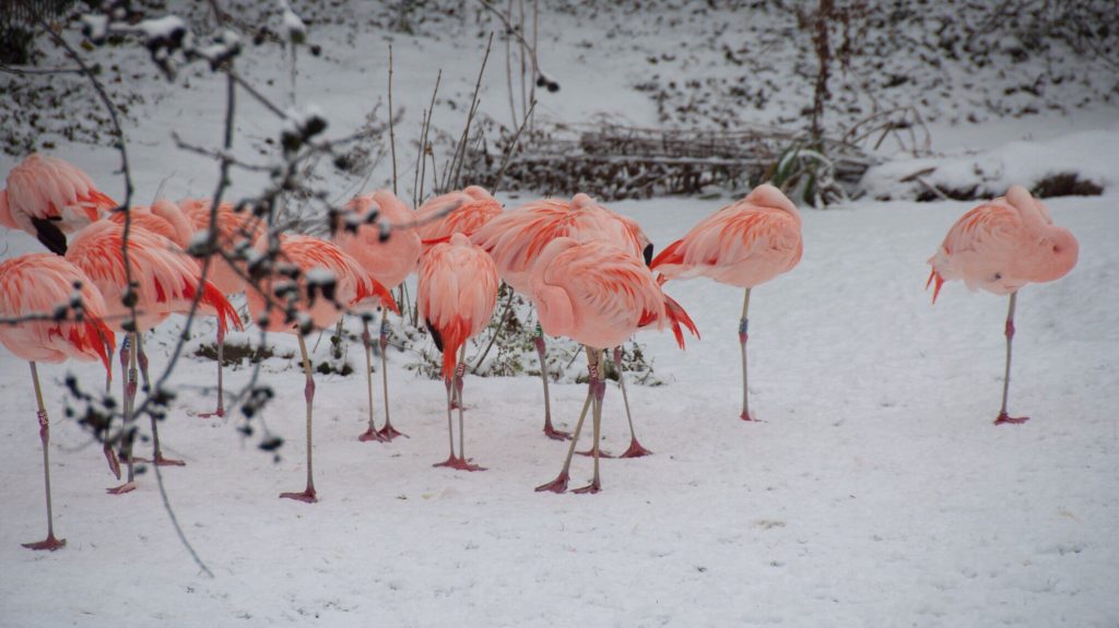 Meg sem állt Szibériáig két melegebb éghajlatra igyekvő, eltéved flamingó