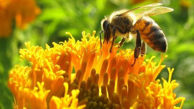 Elhalt méhek a visszérben. Csodálatos gyógyulások