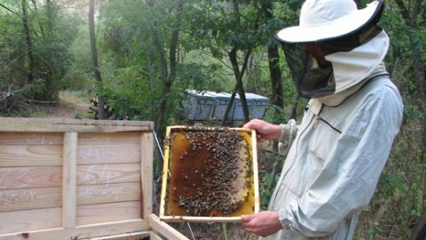 méhész jövőképe