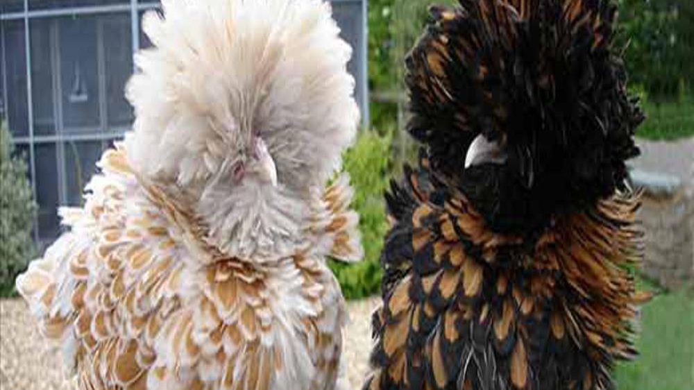 Csirkék elveszítik látásukat - Zsirinovszkij látása