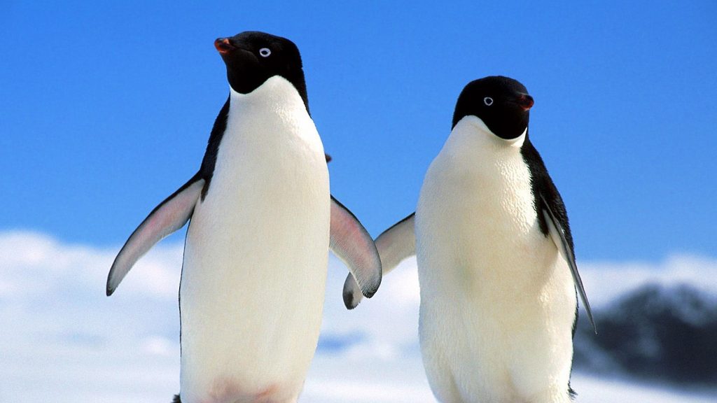 pingvinek tudják)