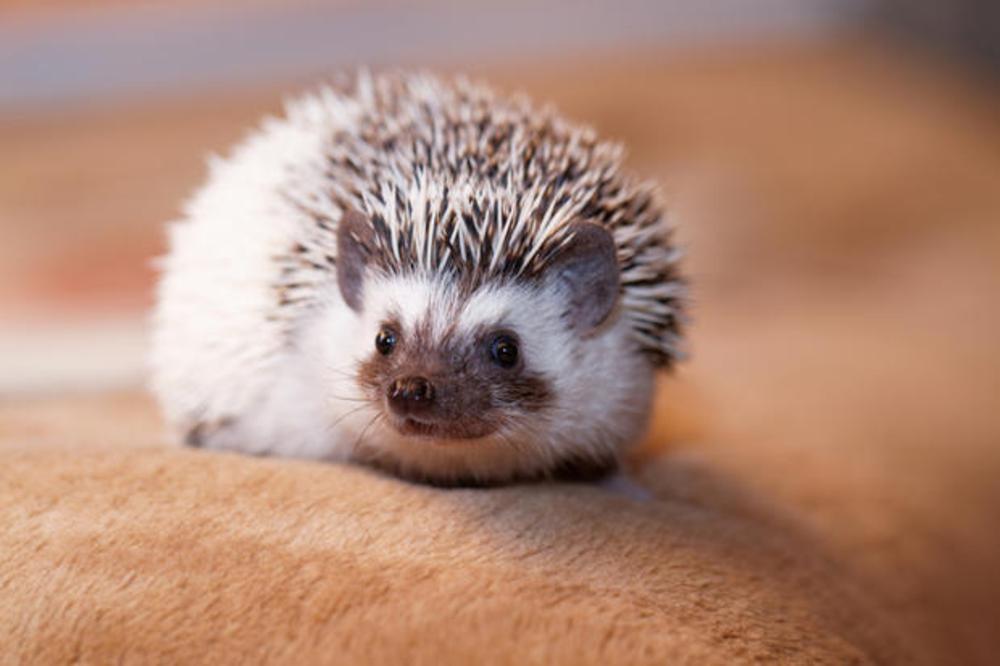 A cute little hedgehog - ( African white- bellied hedgehog )