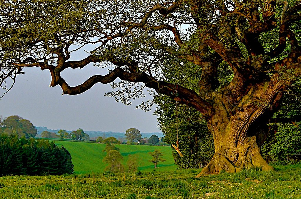Bölcs tanmese egy tölgyfa életéről | Sokszínű vidék