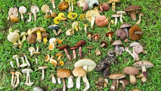 Amit a vadon termıő gombákról tudni érdemes - Nébih