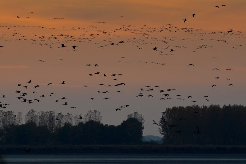 Balmazújváros, 2017. október 15.
Szürke darvak (Grus grus) repülnek éjszakázó helyükre naplementekor a Keleti-víztározó felett, Balmazújváros közelében 2017. október 15-én. A hortobágyi puszta egyik leglátványosabb természeti eseménye az õszi daruvonulás. A darvak európai vonulási útvonalai közül az egyik Magyarországon vezet keresztül, az egyik legnagyobb darugyülekezõ hely pedig a Hortobágyi Nemzeti Park területén van.
MTI Fotó: Czeglédi Zsolt