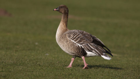 Pink-footed goose, Anser brachyrhynchus, Scotland, spring