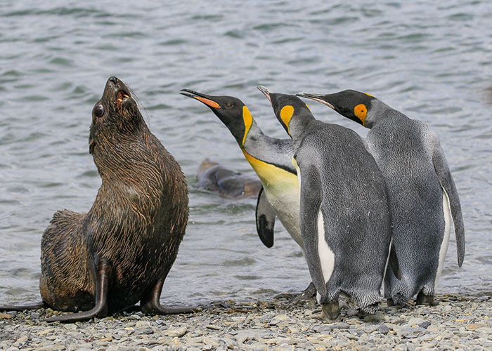 *** EXCLUSIVE ***</p>
<p>SOUTH GEORGIA ISLAND - 2018: King Penguins gang up on a fur seal in South Georgia.</p>
<p>SPRING has sprung back into action and so have the 2018 Comedy Wildlife Photography Awards - here are the best entries so far. Two dancing polar bears by Luca Venturi have made the cut, along with an ant that's bitten off a little more than it can chew, shot by Muhammed Faishol Husni. The awards were founded by Tom Sullam and Paul Joynson-Hicks MBE, and aim to raise awareness of wildlife conservation through the power of laughter. The duo are part of a panel of judges, which also includes wildlife TV presenter Kate Humble, actor and comedian Hugh Dennis, wildlife photographer Will Burrard-Lucas, wildlife expert Will Travers OBCE, the Telegraphs online travel editor Oliver Smith and new 2018 judge the Managing Director of Affinity, Ashley Hewson. It?s not too late to enter your own hilarious photograph into the competition, and entries are free. Entrants can submit up to three images into each category and up to two video clips of no more than 60 seconds into the video clip category. The overall winner will be named the 2018 Comedy Wildlife Photographer of the Year and win a one week safari with Alex Walker's Serian - and there plenty of other fantastic prizes up for grabs for runners up. The competition is open to the public, with the deadline on 30th June 2018.</p>
<p>******Editors Note - Condition of Usage: These photos must be used in conjunction with the competition Comedy Wildlife Photography Competition 2018***** </p>
<p>PHOTOGRAPH BY Amy Kennedy / CWPA / Barcroft Images