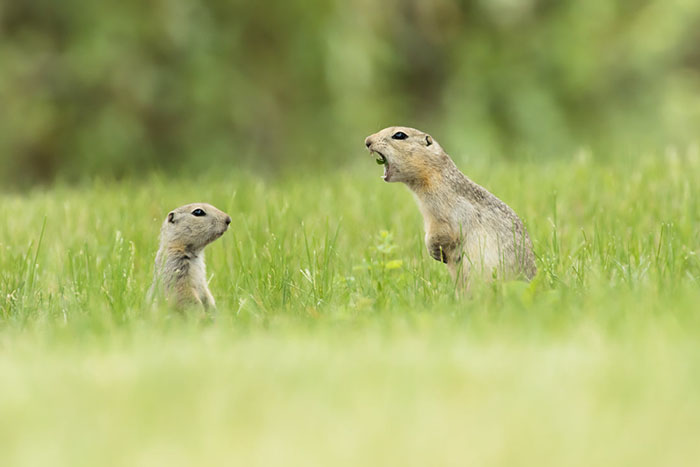 *** EXCLUSIVE ***</p>
<p>ALBERTA, CANADA - 2017: A mother ground squirrel calls directly at her young pup in Alberta, Canada.</p>
<p>SPRING has sprung back into action and so have the 2018 Comedy Wildlife Photography Awards - here are the best entries so far. Two dancing polar bears by Luca Venturi have made the cut, along with an ant that's bitten off a little more than it can chew, shot by Muhammed Faishol Husni. The awards were founded by Tom Sullam and Paul Joynson-Hicks MBE, and aim to raise awareness of wildlife conservation through the power of laughter. The duo are part of a panel of judges, which also includes wildlife TV presenter Kate Humble, actor and comedian Hugh Dennis, wildlife photographer Will Burrard-Lucas, wildlife expert Will Travers OBCE, the Telegraphs online travel editor Oliver Smith and new 2018 judge the Managing Director of Affinity, Ashley Hewson. It?s not too late to enter your own hilarious photograph into the competition, and entries are free. Entrants can submit up to three images into each category and up to two video clips of no more than 60 seconds into the video clip category. The overall winner will be named the 2018 Comedy Wildlife Photographer of the Year and win a one week safari with Alex Walker's Serian - and there plenty of other fantastic prizes up for grabs for runners up. The competition is open to the public, with the deadline on 30th June 2018.</p>
<p>******Editors Note - Condition of Usage: These photos must be used in conjunction with the competition Comedy Wildlife Photography Competition 2018***** </p>
<p>PHOTOGRAPH BY Nick Parayko / CWPA / Barcroft Images