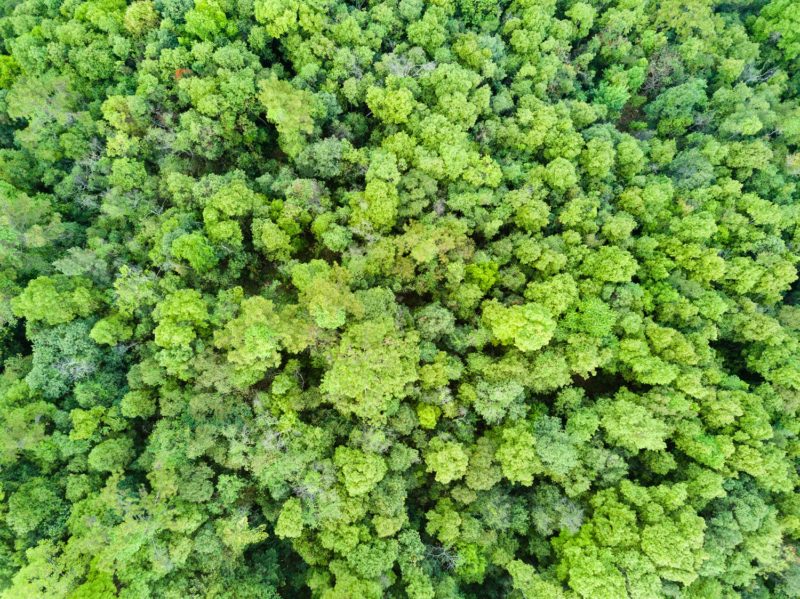 Aerial shot with a drone of a tropical rain forest in Thailand.