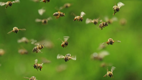 front view of flying honey bees in a swarm on green bukeh.