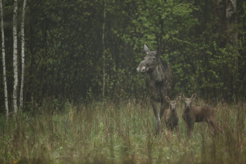 Elk female and young - Chernobyl Zone Ukraine. 
Large mammals have a very high degree of radiation as they consume contaminated plant 
Biosphoto / Fabien Bruggmann