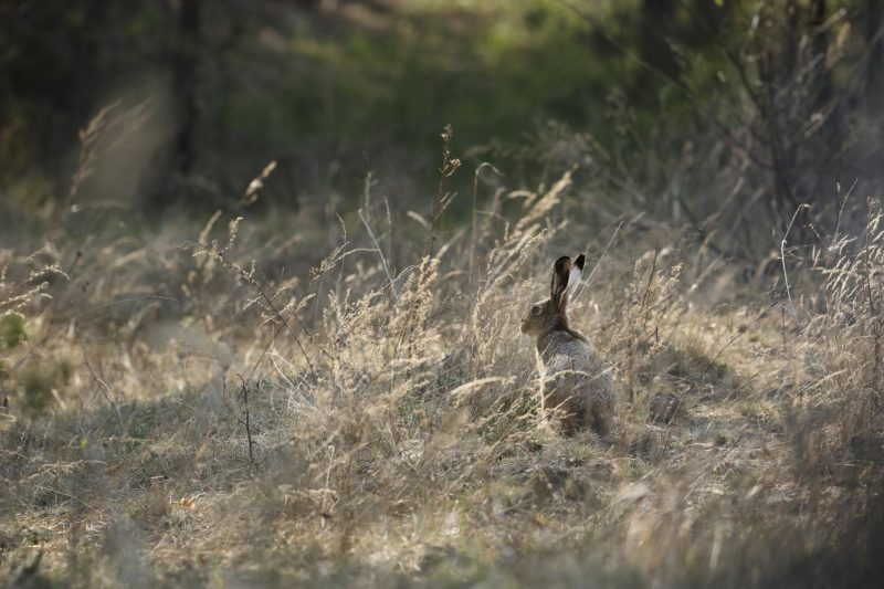 European Hare in the grass - Tchernoby area Ukraine. 
One of the main prey of wolves. 
Biosphoto / Fabien Bruggmann