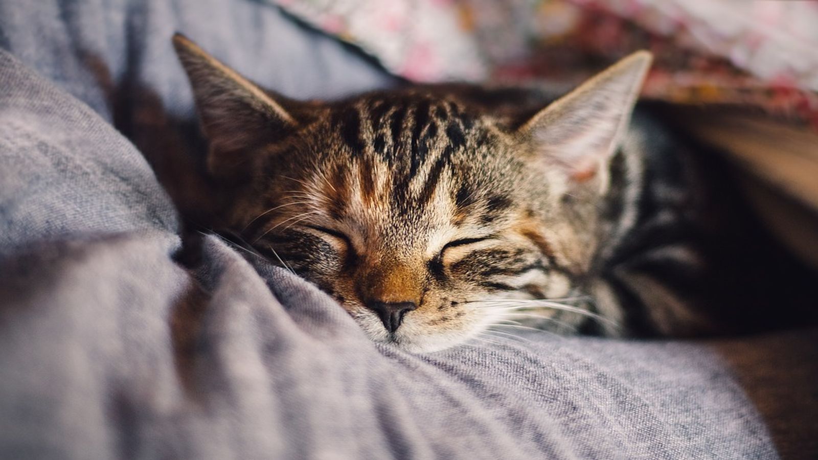Így ismerjük fel a szeparációs szorongást a macskáknál