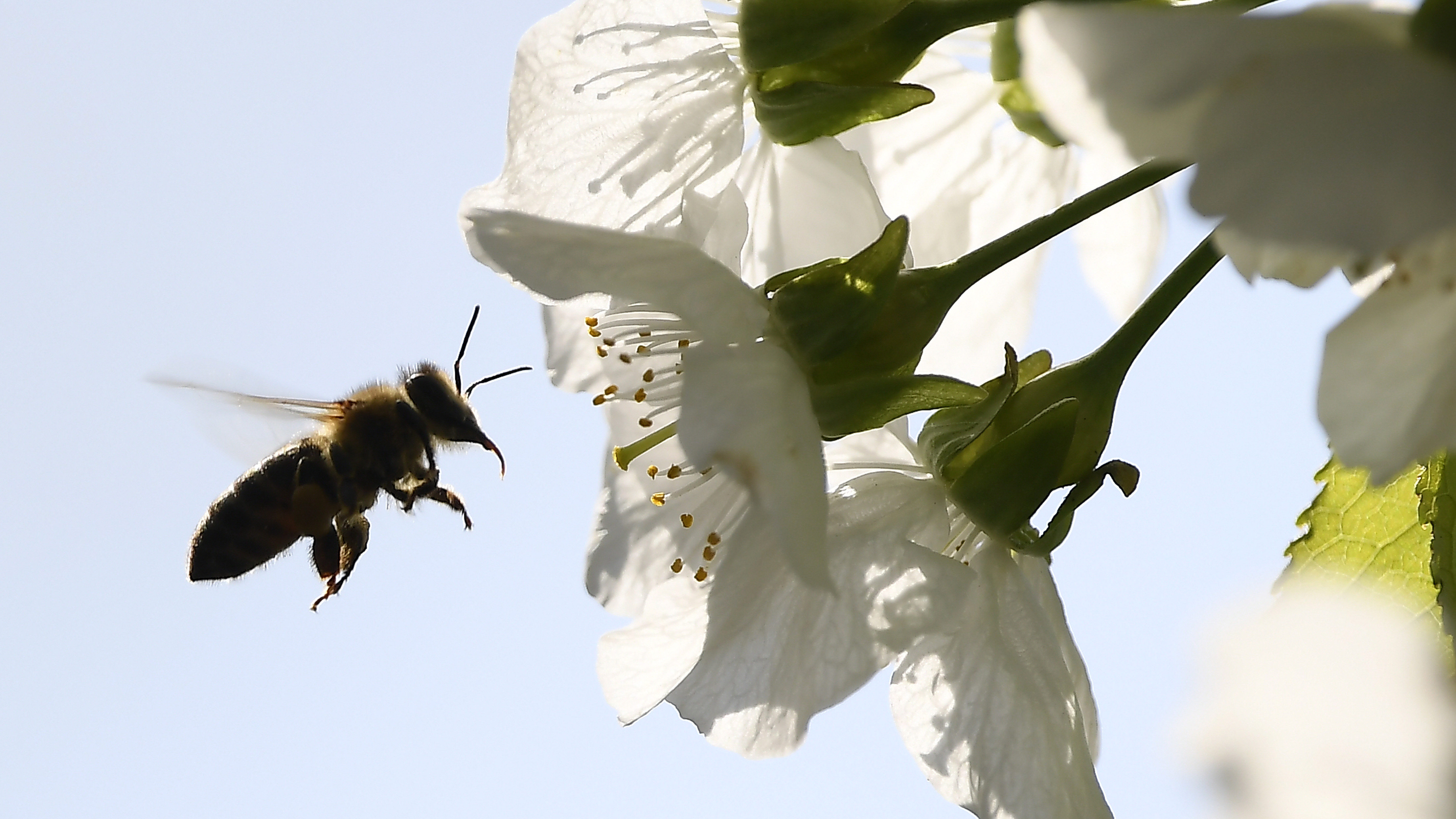 mi a méhek látványa rövidlátó és távollátó látás